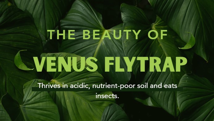 Venus FlyTrap